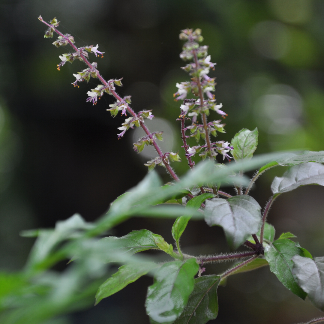quelle plante fumer pour remplacer le tabac La Chanvré CBDParis — free download