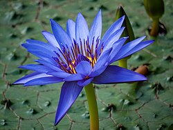 Lotus bleu à fumer : une plante sacrée aux vertus relaxantes