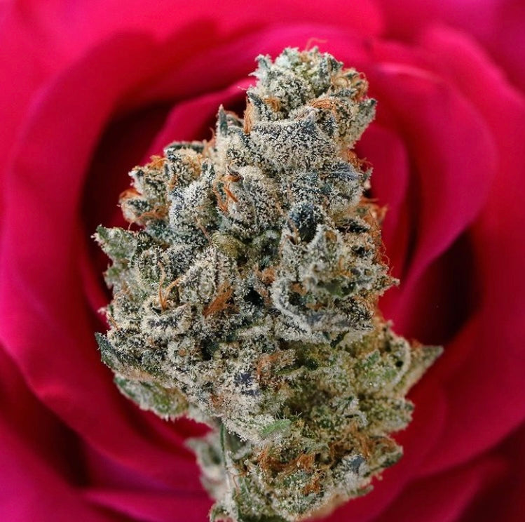 fleur de chanvre