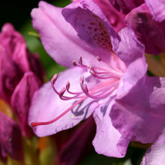 Miel au CBD de Rhododendron